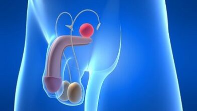 Lubrificazione negli uomini durante l'eccitazione di cosa sia
