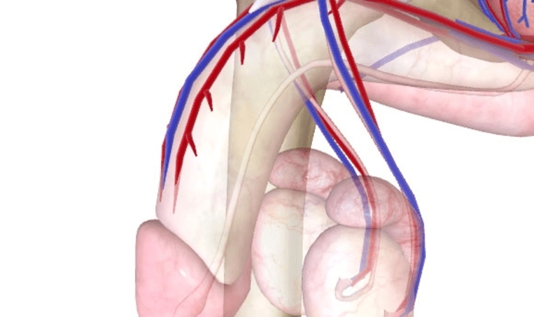 scarso apporto di sangue al pene